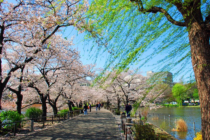 japan-tokyo-ueno-park-zoo